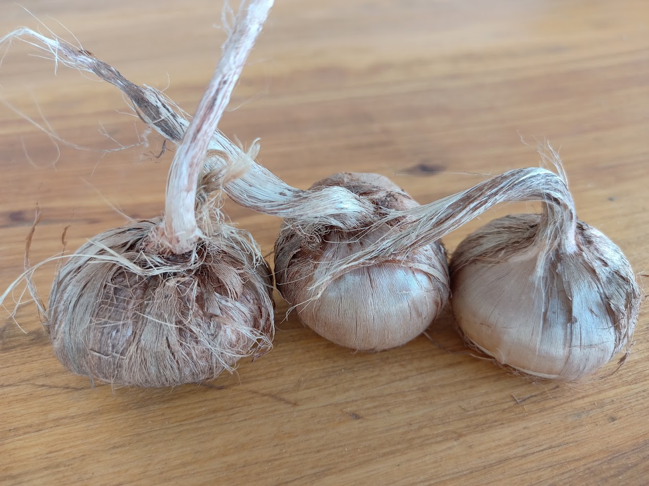 Saffron corms prepared for planting
