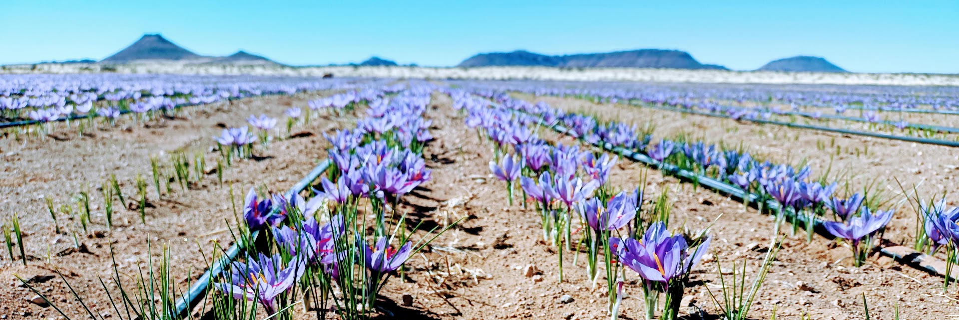 Saffron field in bloom